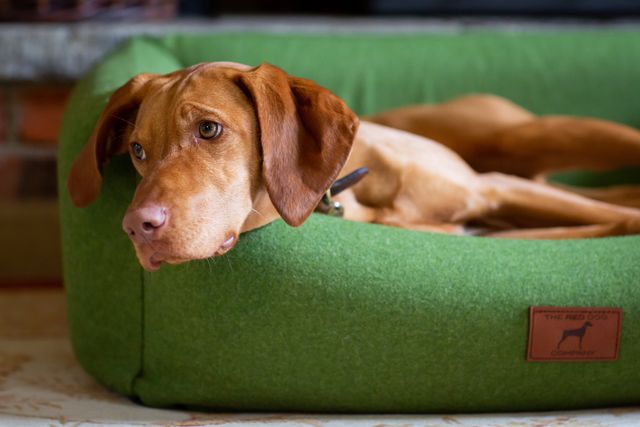 The Red Dog Company
